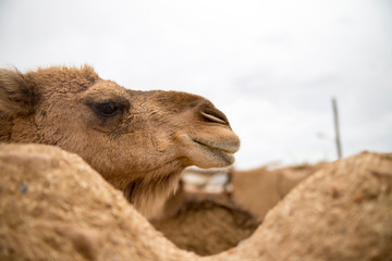 Camel
