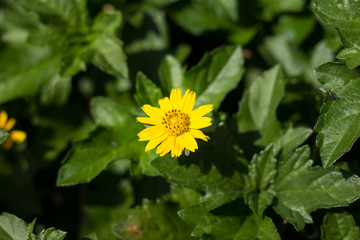 Closeup Small Singapore daisy flower