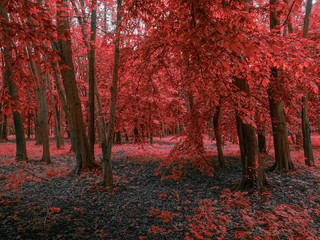 Magical red forest in the morning 