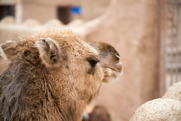 Camel
