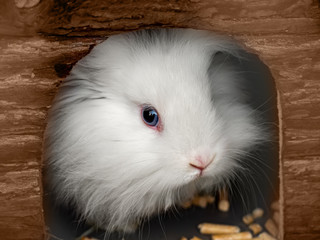 Close up view to white single junior rabbit with blue eye sitting in toy wooden house.