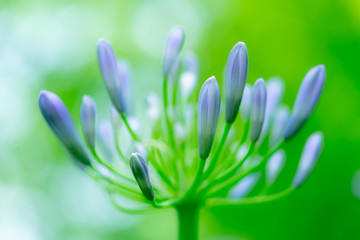 
Bud of Agapanthus is waiting for flowering
