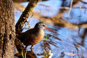 The Virginia rail is a small waterbird.
