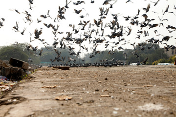 Pegions in the city street, pegions or doves inhabited the city street, pegions is the symbol of...