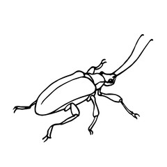 decorative beetle with long antennae, agricultural pest insect, chrysomelidae, vector illustration with black ink contour lines isolated on a white background in hand drawn style