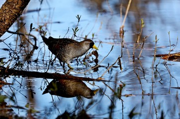 The sora is a small waterbird, sometimes also referred to sora crake. 

