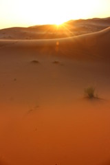 気軽にサハラ砂漠が体験できる　メルズーガ（モロッコ）