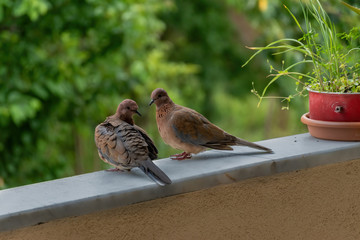 Loveful dove couple landed on the balcony