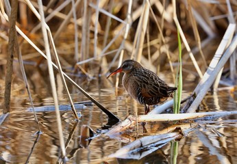 The Virginia rail is a small waterbird.
