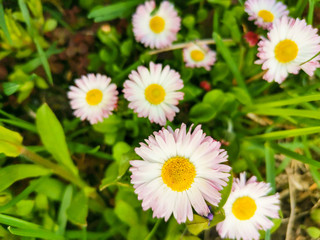  bright flowers on a green background, daisies