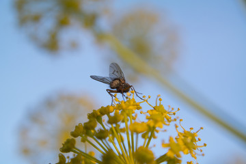 mucha łąka wiosna natura makro roślina © Piotr