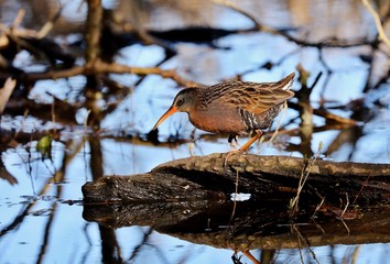 The Virginia rail is a small waterbird.
