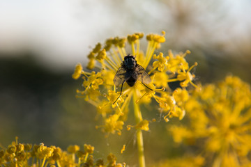 mucha łąka wiosna natura makro roślina