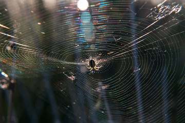 pająk sieć natura wiosna promienie insekt - obrazy, fototapety, plakaty