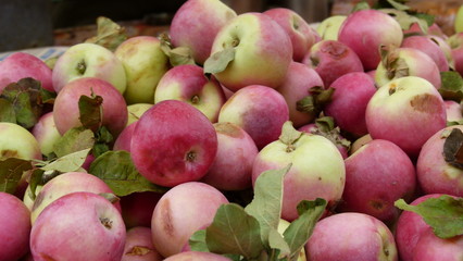 stack of peaches with leaves connected on the peach