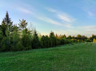 meadow with green grass near the trees on a background of a beautiful evening sky before sunset