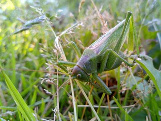 a large green grasshopper camouflages in green grass in macro photography