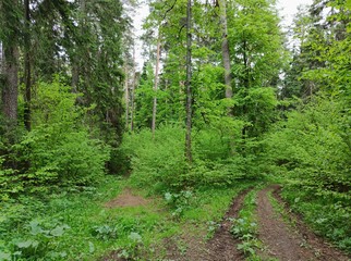 Fototapeta na wymiar road fork in the forest among green trees
