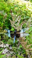dragonfly on a flower