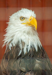 Bald Eagle Starring