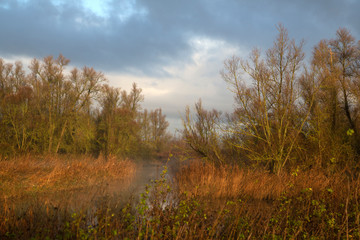 Dutch Biesbosch National Park in early morning light
