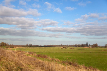 Fototapeta na wymiar Grassland in Dutch Biesbosch National Park