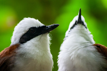 Small Birds in the Forest