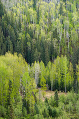 Mixed Forest Hills in Northern Canada