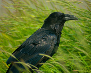Raven in the Grass