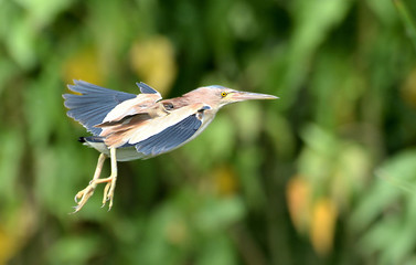 Yellow bittern in flight