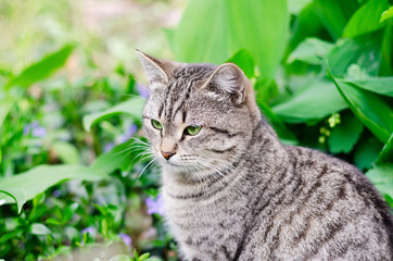 Gray green-eyed cat close-up. The animal is sitting in the open air against a background of green grass and flowers. Selective focus
