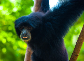 Cheeky Black Headed Spider Monkey
