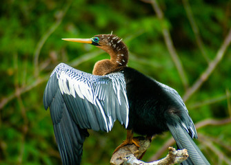Snakebird Drying Off