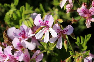 Flores rosas llamadas geranio antimosquitos (Pelargonium citrodorum)