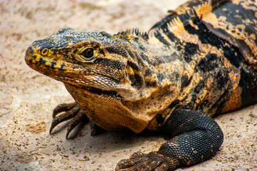 Dragon on the Path