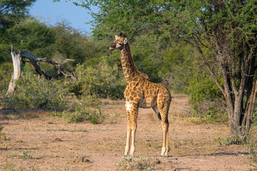 Naklejka na ściany i meble Young girafe (Giraffa giraffa) in the bush of South Africa