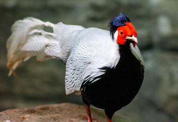 Naklejka premium Red Faced Bird