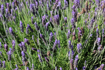 Gorgeous field of lavender in bloom