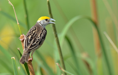 Black-breasted weaver