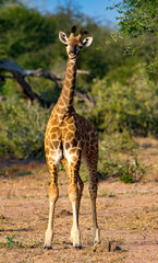 Young girafe (Giraffa giraffa) in the bush of South Africa