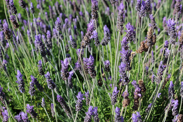Gorgeous field of lavender in bloom