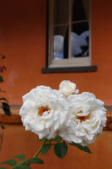 white roses flowers and window as blur background gardens photography