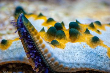 Colourful Star Fish