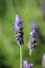 Spikes of lavender flowers (Lavandula)
