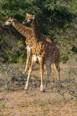 Young girafe (Giraffa giraffa) in the bush of South Africa