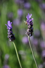 Macro de flores de lavanda 
