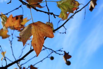 autumn leaves against blue sky