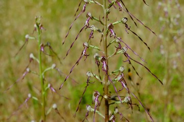 wild orchids in the meadows, Himantoglossum Adriaticum