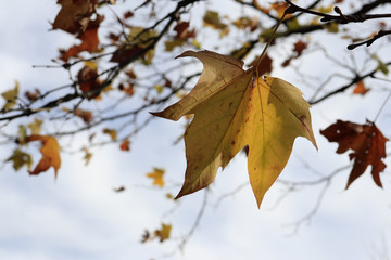 autumn maple leaves