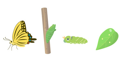 アゲハチョウの成長過程